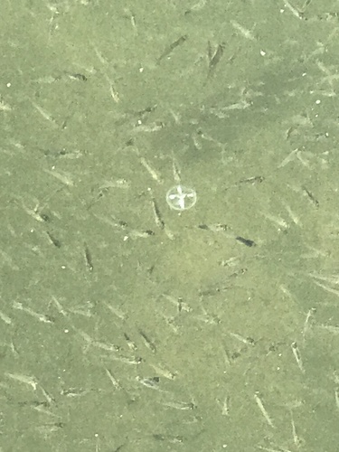 Common Freshwater Jellyfish, Fish Hatchery 20, Fort Worth, TX, US, photo 10 of 10