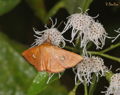Banisia