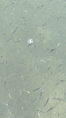 Craspedacusta sowerbii