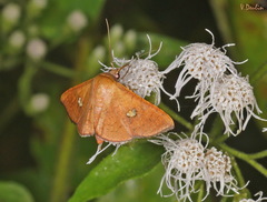 Banisia
