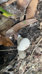 Lycoperdon perlatum image