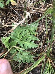 Sceptridium multifidum