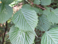 Euptelea polyandra