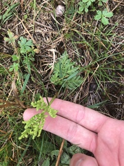 Sceptridium multifidum