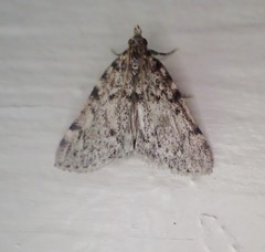 Aglossa pinguinalis
