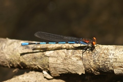 Argia oenea