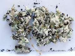 Parmotrema austrocetratum