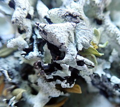 Parmotrema austrocetratum