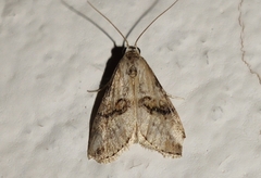 Zebeeba falsalis