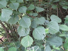 Euptelea polyandra