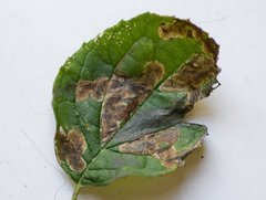 Liriomyza philadelphivora