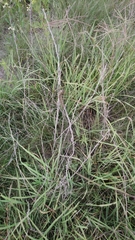 Hemileuca rubridorsa