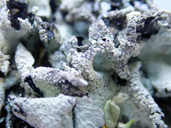 Parmotrema austrocetratum