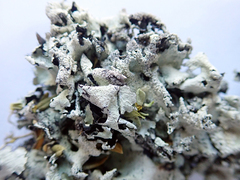 Parmotrema austrocetratum