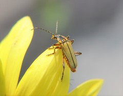 Chauliognathus hieroglyphicus