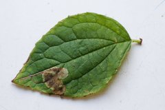 Liriomyza philadelphivora