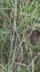 Hemileuca rubridorsa