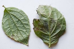 Liriomyza philadelphivora