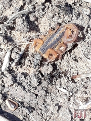 Centruroides ornatus