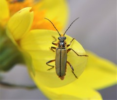 Chauliognathus hieroglyphicus
