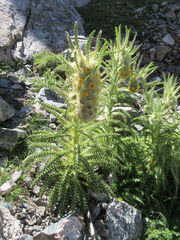 Cirsium funkiae