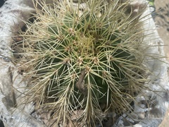 Melocactus