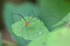 Leiobunum politum