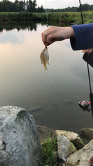 Lepomis macrochirus macrochirus