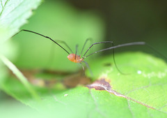Leiobunum politum