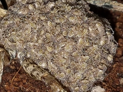 Hogna maasi