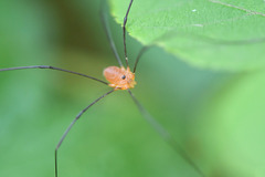 Leiobunum politum