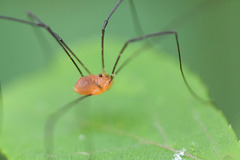 Leiobunum politum