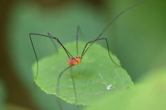 Leiobunum politum