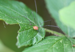 Leiobunum politum
