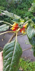 Impatiens niamniamensis