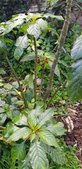 Impatiens niamniamensis