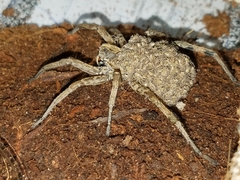 Hogna maasi