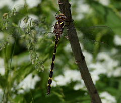 Cordulegaster bilineata