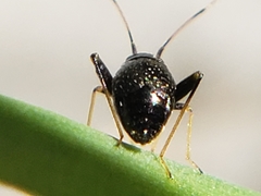 Halticini