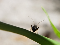 Halticini