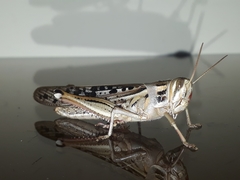 Schistocerca piceifrons