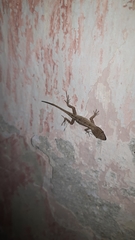 Anolis