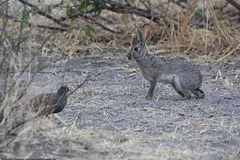 Lepus saxatilis