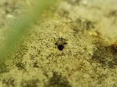 Halticini