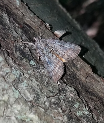 Catocala connubialis