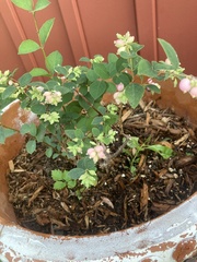 Symphoricarpos doorenbosii