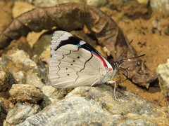 Perisama dorbignyi paula