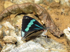 Perisama dorbignyi paula