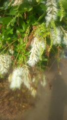 Pithecellobium lanceolatum