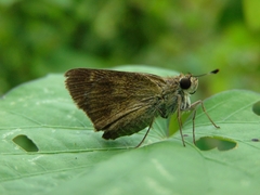 Polites vibex praeceps